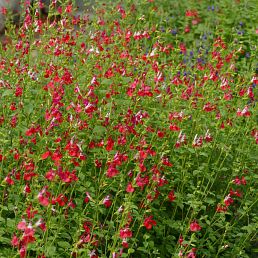 Salvia microphylla 'Hot Lips'