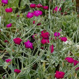 Lychnis coronaria rouge