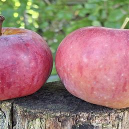 Framboise d'Oberland