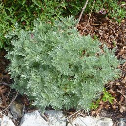 Artemisia Powis castle