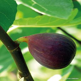 Figuier nain Figality