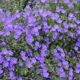 Geranium 'Rozanne'