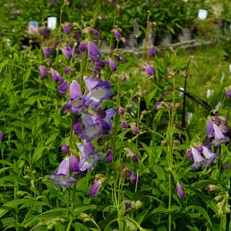 Penstemon 'Alice Hindley'