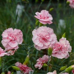 Dianthus plumarius Doris