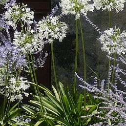 Agapanthus umbellatus Alba