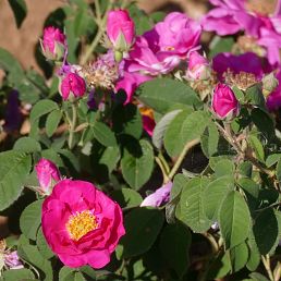 Rosa gallica selection