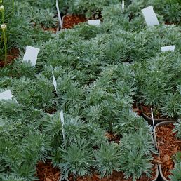 Artemisia schmidtiana 'Nana Attraction'