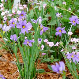 Sisyrinchium angustifoilum