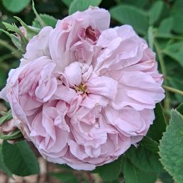 Rosa damascena quatre saisons