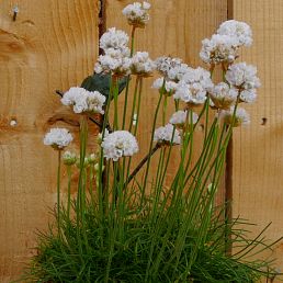 Armeria maritima Alba