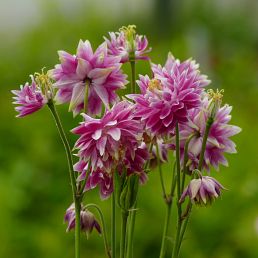 Aquilegia vulgaris 'Nora Barlow'