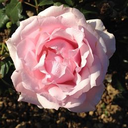 Louise Pommery®