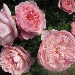 The Alnwick Rose®