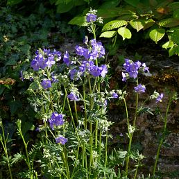 Polemonium caeryleaum Bressingham Purple