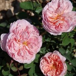 Abraham Darby®