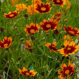 Coreopsis X 'Little Bang DayBreak'