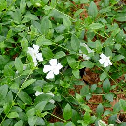 Vinca minor Gertrude Jekyll