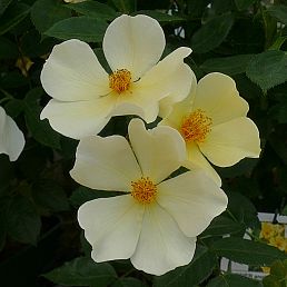 Tottering by Gently®