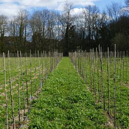 Pomme Grelot