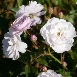 Blush Noisette