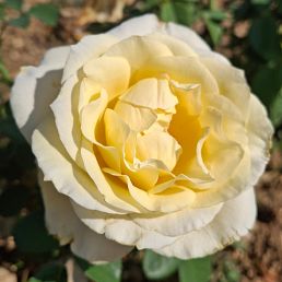 Honey Perfumella®