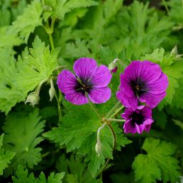 Geranium 'Ann Folkard'