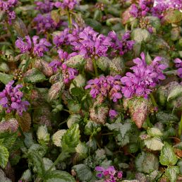 Lamium maculatum Beacon Silver