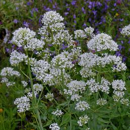 Centranthus ruber 'Alba'