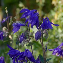 Aquilegia alpina