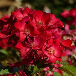 Poppy Rose®