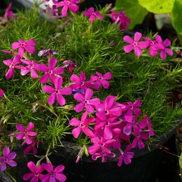 Phlox Douglasii-hybride 'Crackerjack'