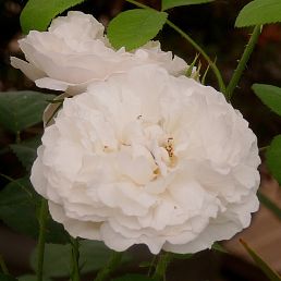 Winchester Cathedral®