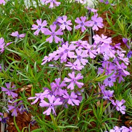 Phlox subulata Purple beauty