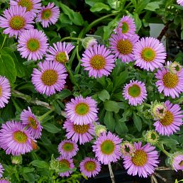 Erigeron glaucus mauve