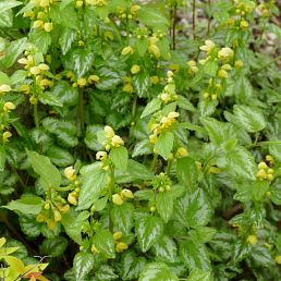 Lamium galeobdolon Florentimum