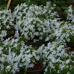 Phlox Subulata 'Snowflake'