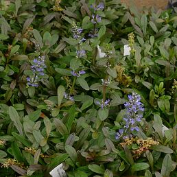 Ajuga reptans x tenorii