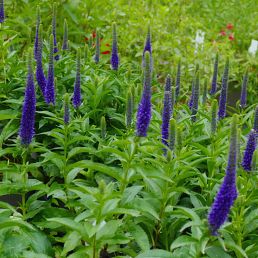 Veronica spicata Ulster Blue Darf