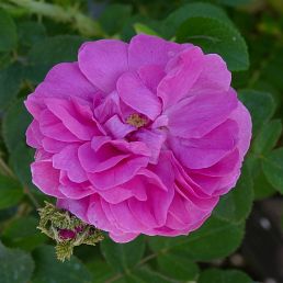 Rosa centifolia cristata