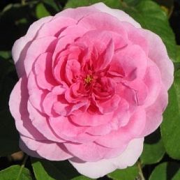 Gertrude Jekyll®