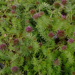 Crucianella stylosa Red Ping Pong