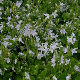 Campanula portenschlagiana Eh Frost