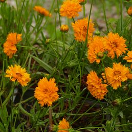 Coreopsis Grandiflora 'Early Sunrise'