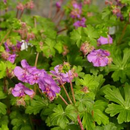 Geranium x cantabrigiense 'Karmina'