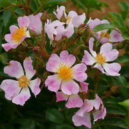 Rosa multiflora adenochaeta