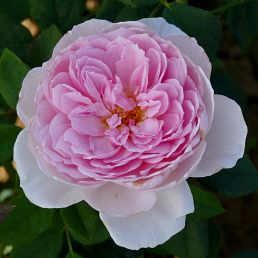 The Ancient Mariner®