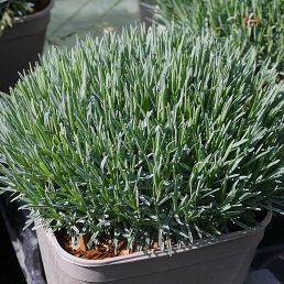 Dianthus gratianopolis Badenia