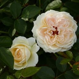 Mon Jardin & Ma Maison®