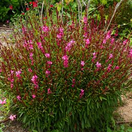 Gaura lindheimeri 'Siskiyou Pink'