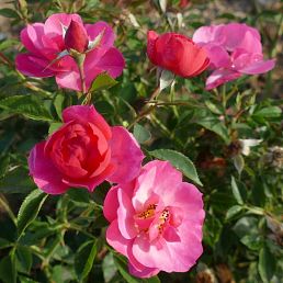 Jolie Provence®